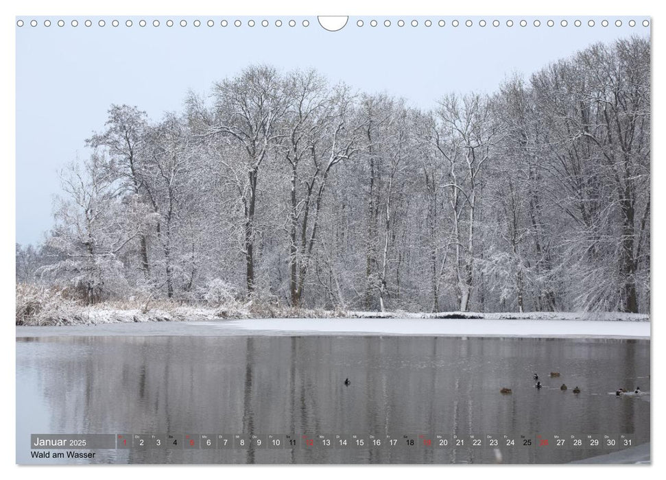 Leben in unserem Wald (CALVENDO Wandkalender 2025)