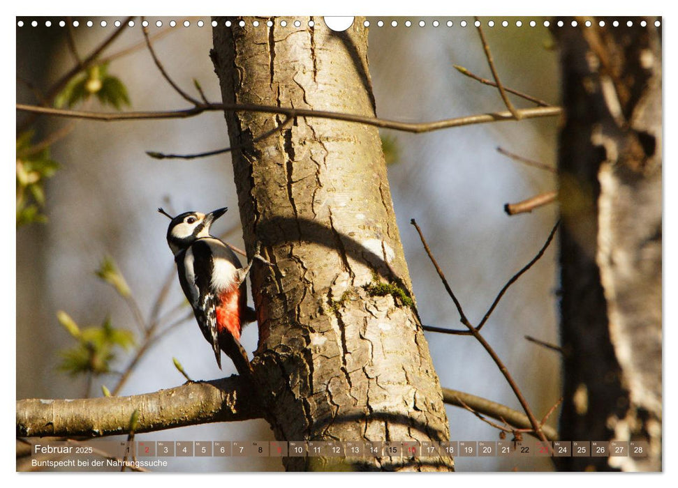 Leben in unserem Wald (CALVENDO Wandkalender 2025)