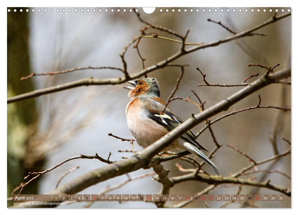 Leben in unserem Wald (CALVENDO Wandkalender 2025)