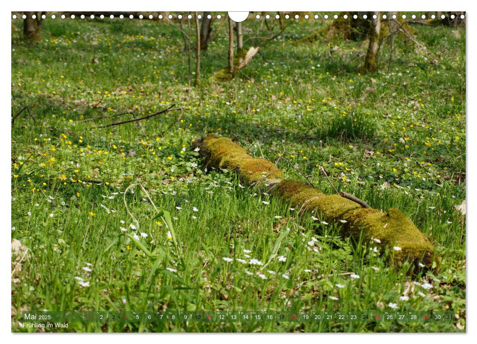 Leben in unserem Wald (CALVENDO Wandkalender 2025)