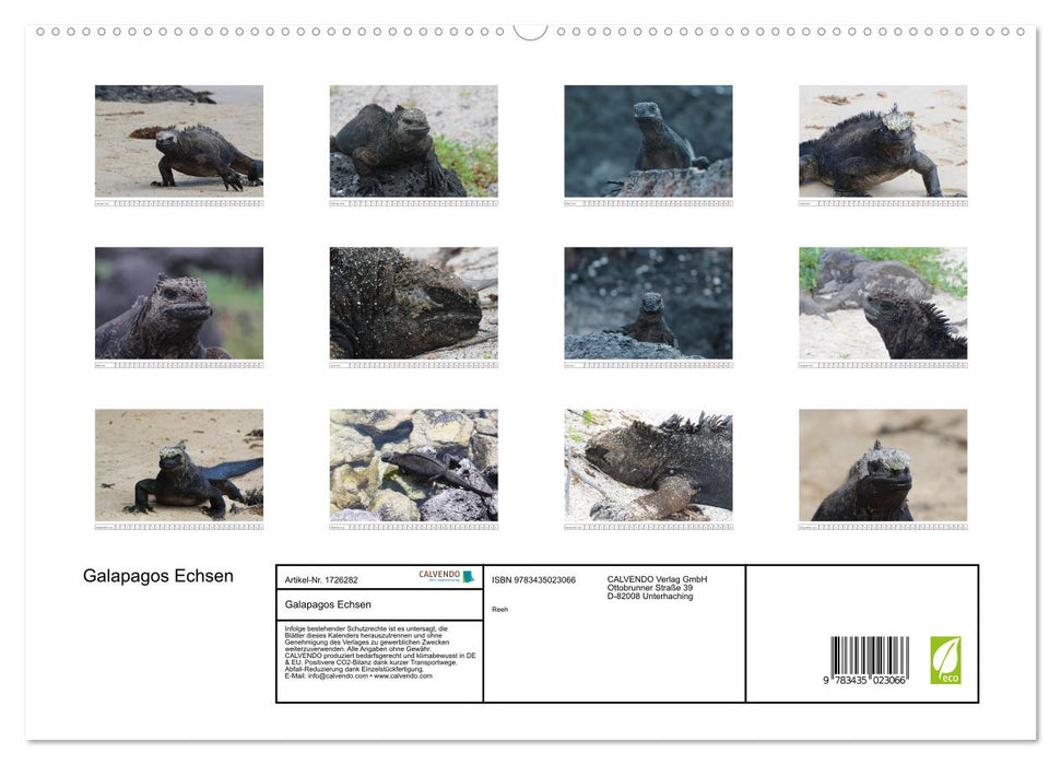 Galapagos Echsen (CALVENDO Premium Wandkalender 2025)