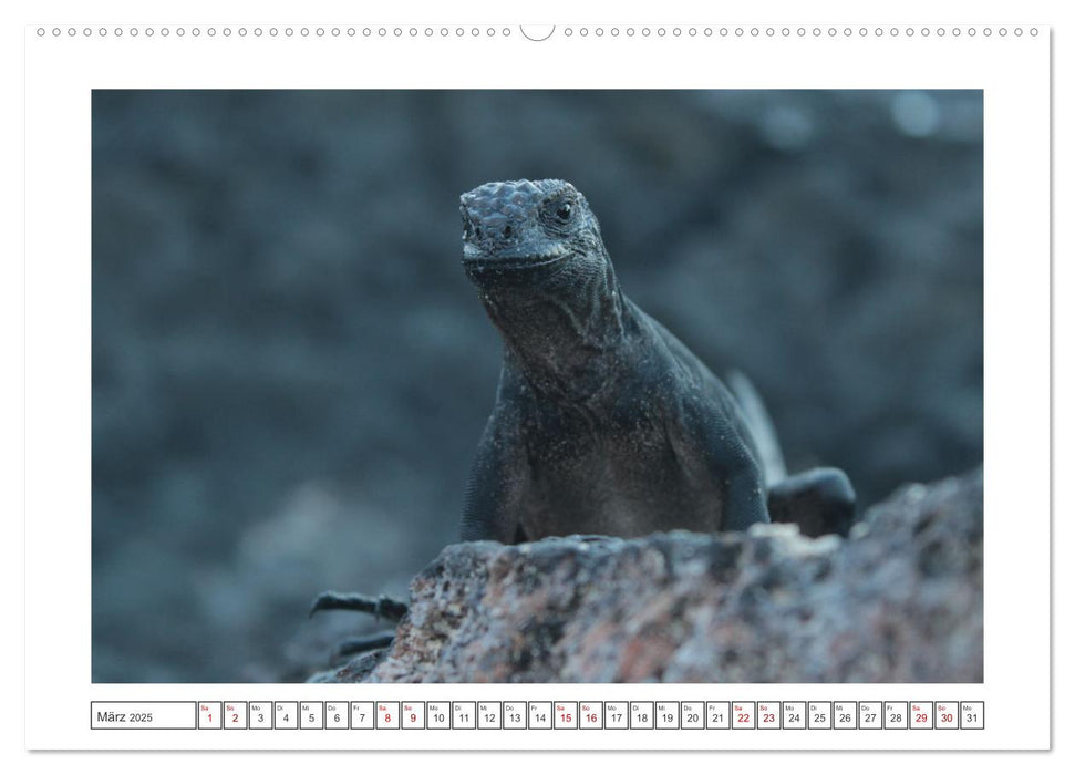 Galapagos Echsen (CALVENDO Premium Wandkalender 2025)