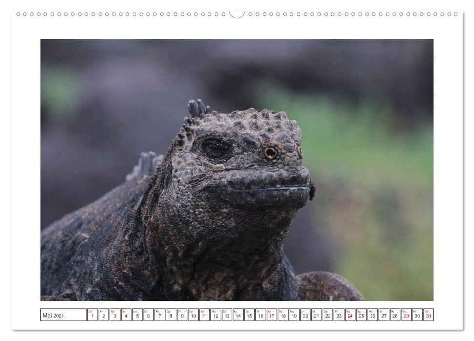 Galapagos Echsen (CALVENDO Premium Wandkalender 2025)