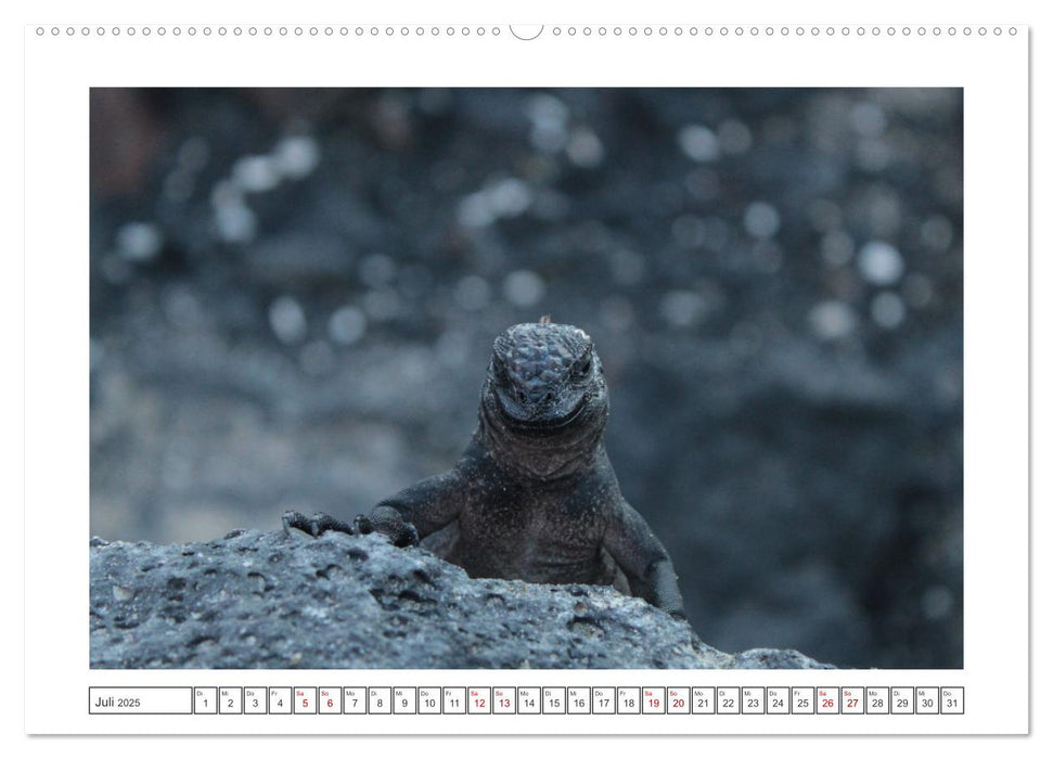 Galapagos Echsen (CALVENDO Premium Wandkalender 2025)