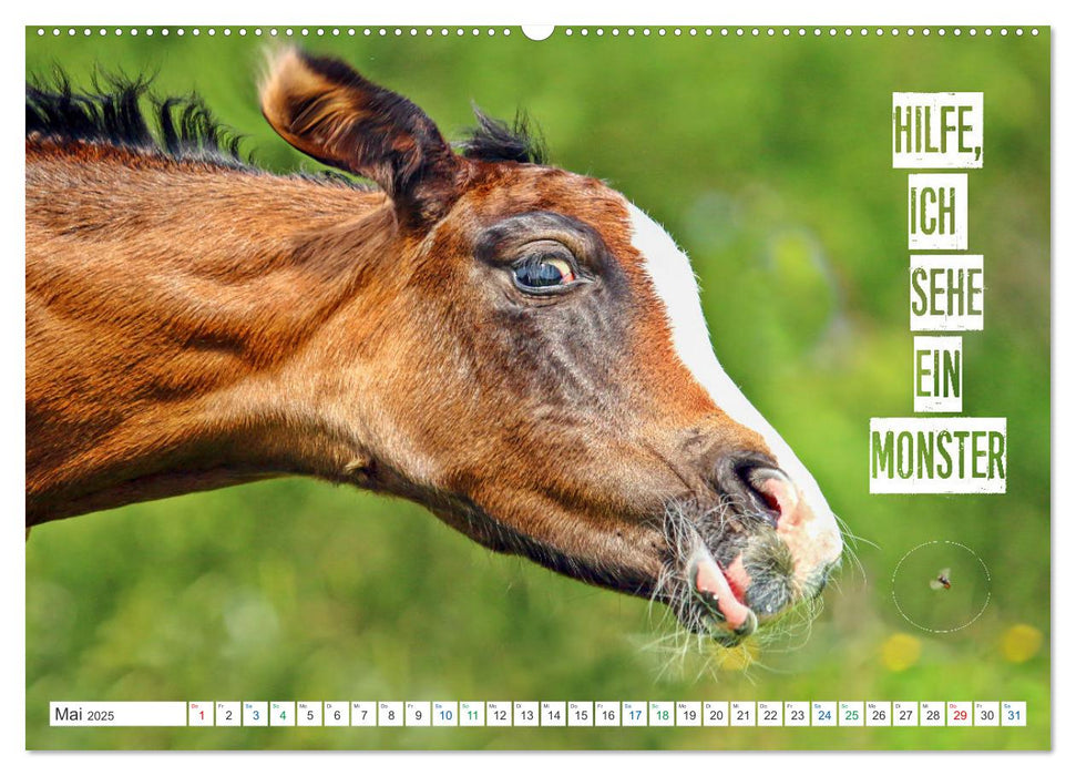 Tierbabys Gedanken - Spruchkalender (CALVENDO Premium Wandkalender 2025)