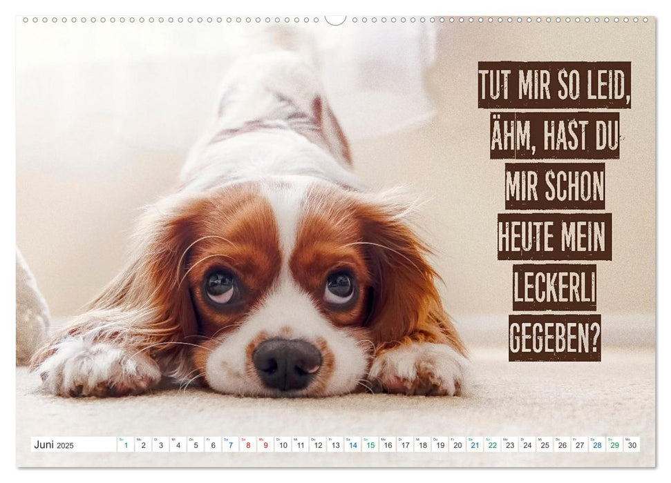 Tierbabys Gedanken - Spruchkalender (CALVENDO Premium Wandkalender 2025)