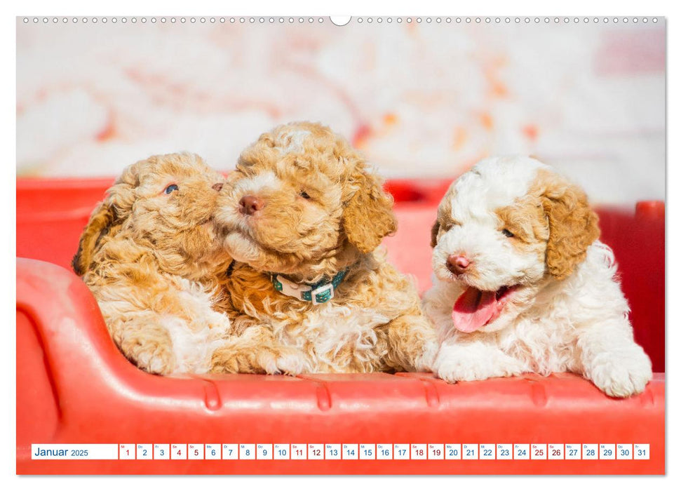 Lagotto Romagnolo - Bilder aus der Kinderstube (CALVENDO Premium Wandkalender 2025)