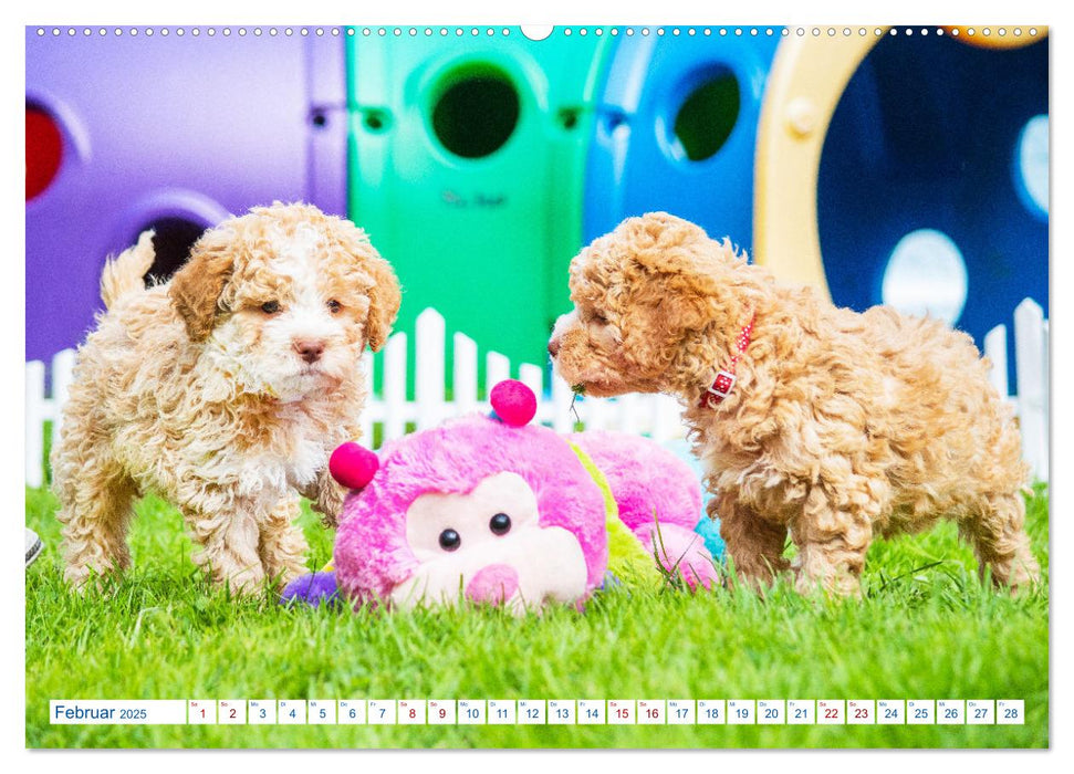 Lagotto Romagnolo - Bilder aus der Kinderstube (CALVENDO Premium Wandkalender 2025)