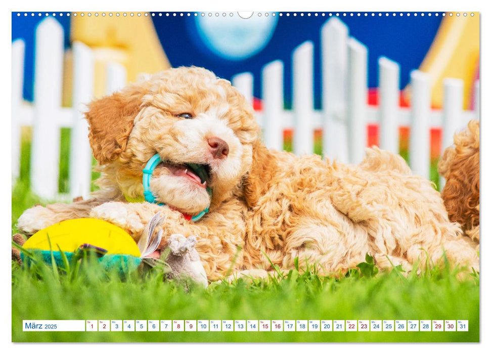 Lagotto Romagnolo - Bilder aus der Kinderstube (CALVENDO Premium Wandkalender 2025)