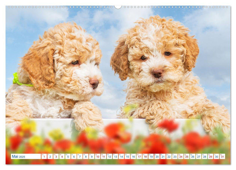 Lagotto Romagnolo - Bilder aus der Kinderstube (CALVENDO Premium Wandkalender 2025)