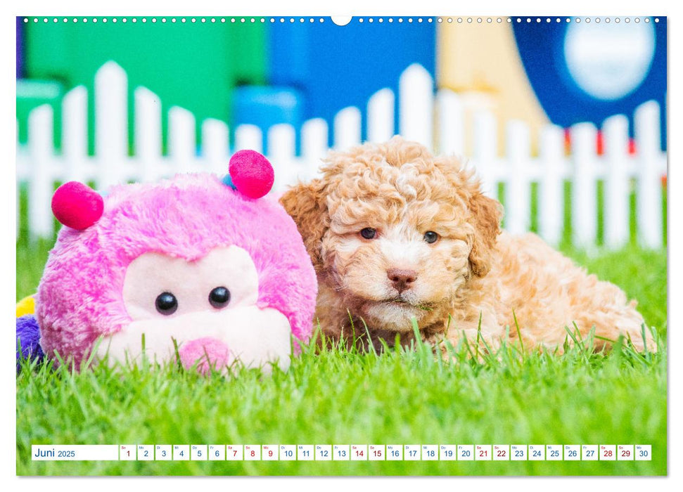 Lagotto Romagnolo - Bilder aus der Kinderstube (CALVENDO Premium Wandkalender 2025)