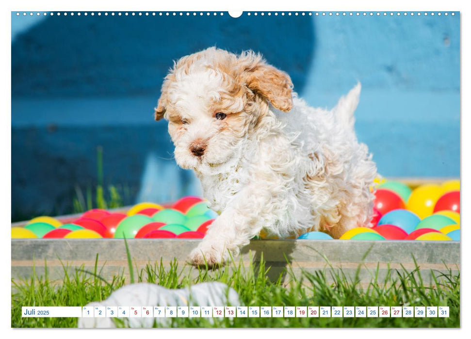 Lagotto Romagnolo - Bilder aus der Kinderstube (CALVENDO Premium Wandkalender 2025)