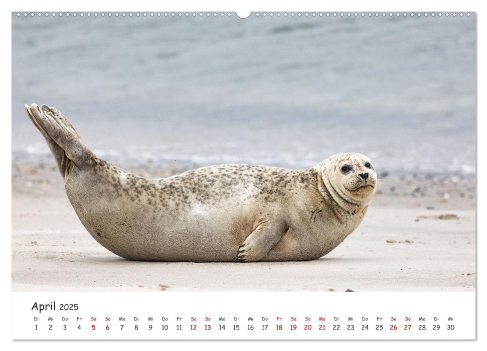 Sehnsuchtinsel Langeoog (CALVENDO Premium Wandkalender 2025)