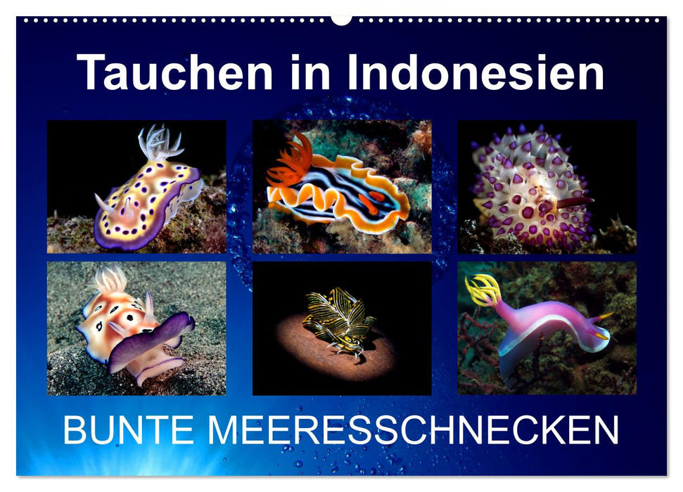 Tauchen in Indonesien - BUNTE MEERESSCHNECKEN (CALVENDO Wandkalender 2025)