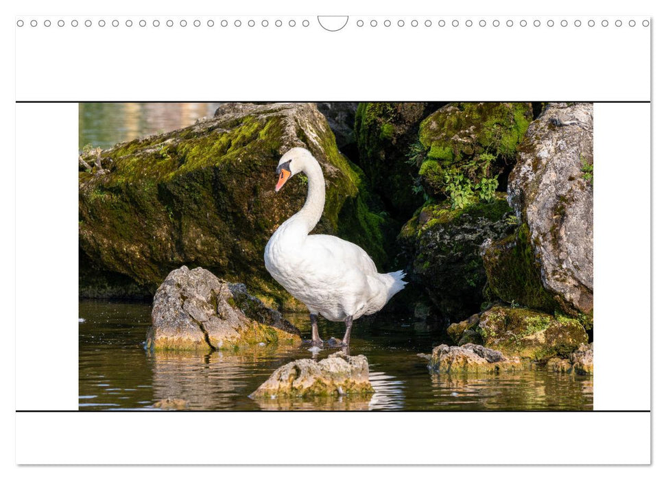 Vögel am Wasser entdecken (CALVENDO Wandkalender 2025)