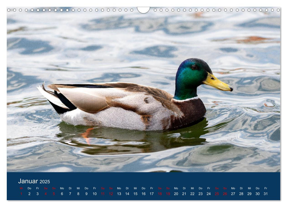 Vögel am Wasser entdecken (CALVENDO Wandkalender 2025)