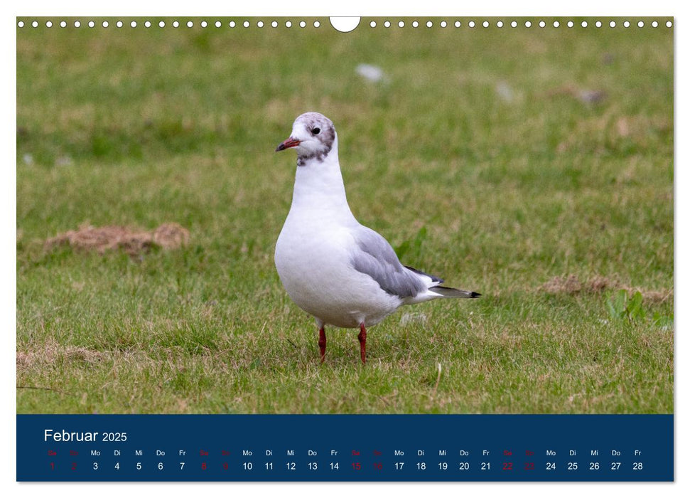 Vögel am Wasser entdecken (CALVENDO Wandkalender 2025)