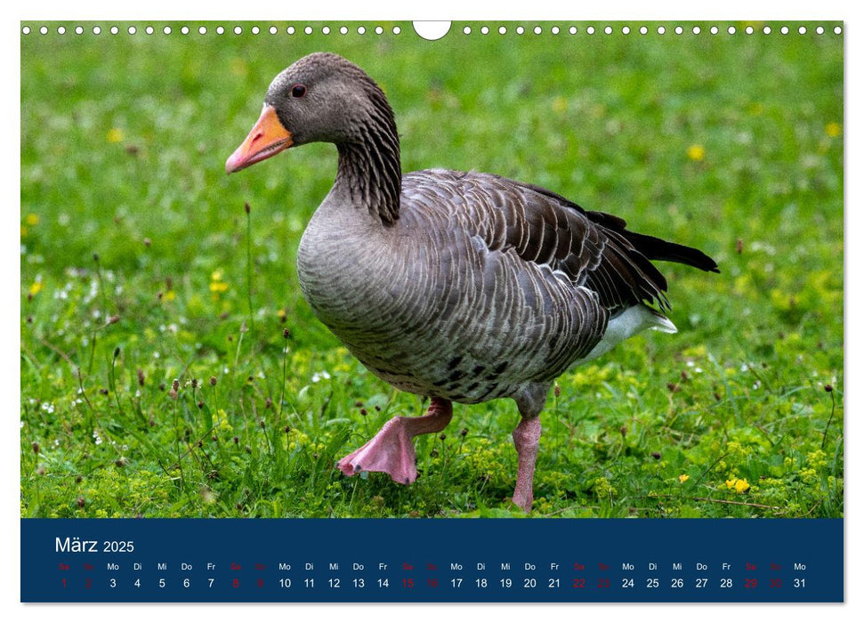 Vögel am Wasser entdecken (CALVENDO Wandkalender 2025)