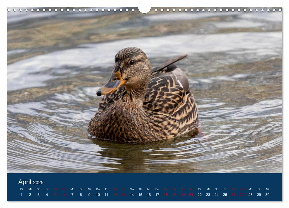 Vögel am Wasser entdecken (CALVENDO Wandkalender 2025)