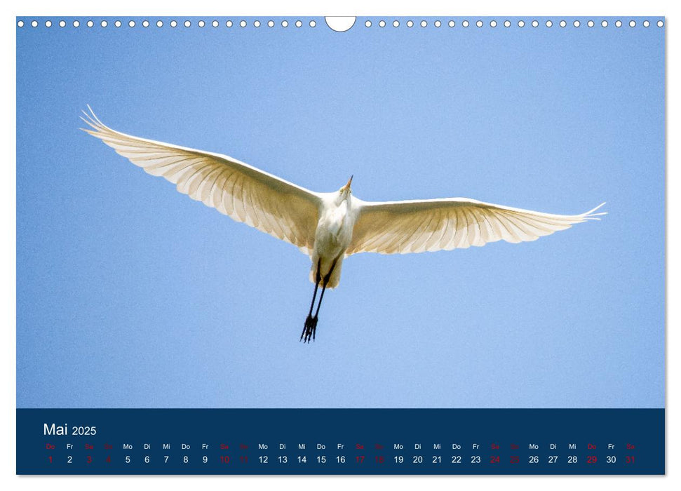 Vögel am Wasser entdecken (CALVENDO Wandkalender 2025)