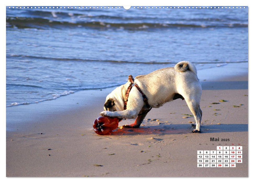 Ostsee-Hunde - Zweibeiner und Vierbeiner am Strand von Cranz (CALVENDO Premium Wandkalender 2025)