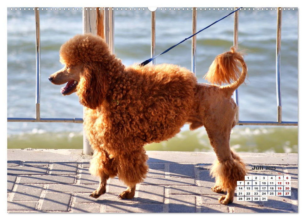 Ostsee-Hunde - Zweibeiner und Vierbeiner am Strand von Cranz (CALVENDO Premium Wandkalender 2025)