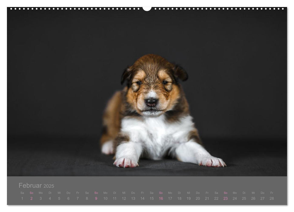 Collie Welpen einfach zuckersüß (CALVENDO Premium Wandkalender 2025)