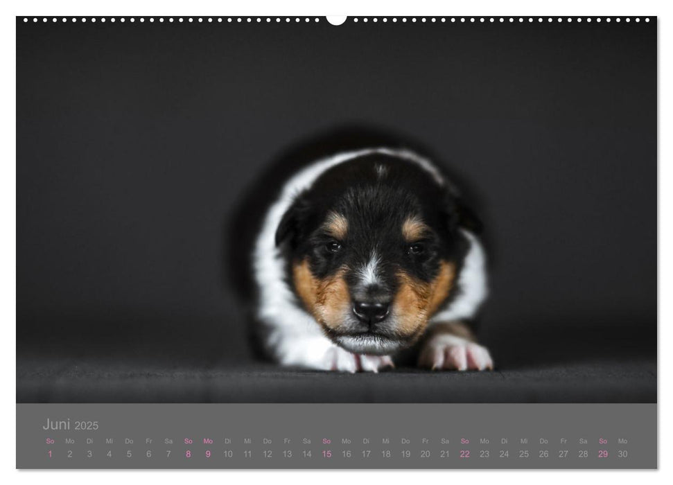 Collie Welpen einfach zuckersüß (CALVENDO Premium Wandkalender 2025)