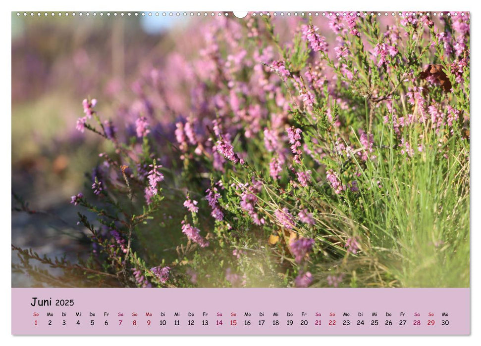 Lüneburger Heide Wege (CALVENDO Premium Wandkalender 2025)