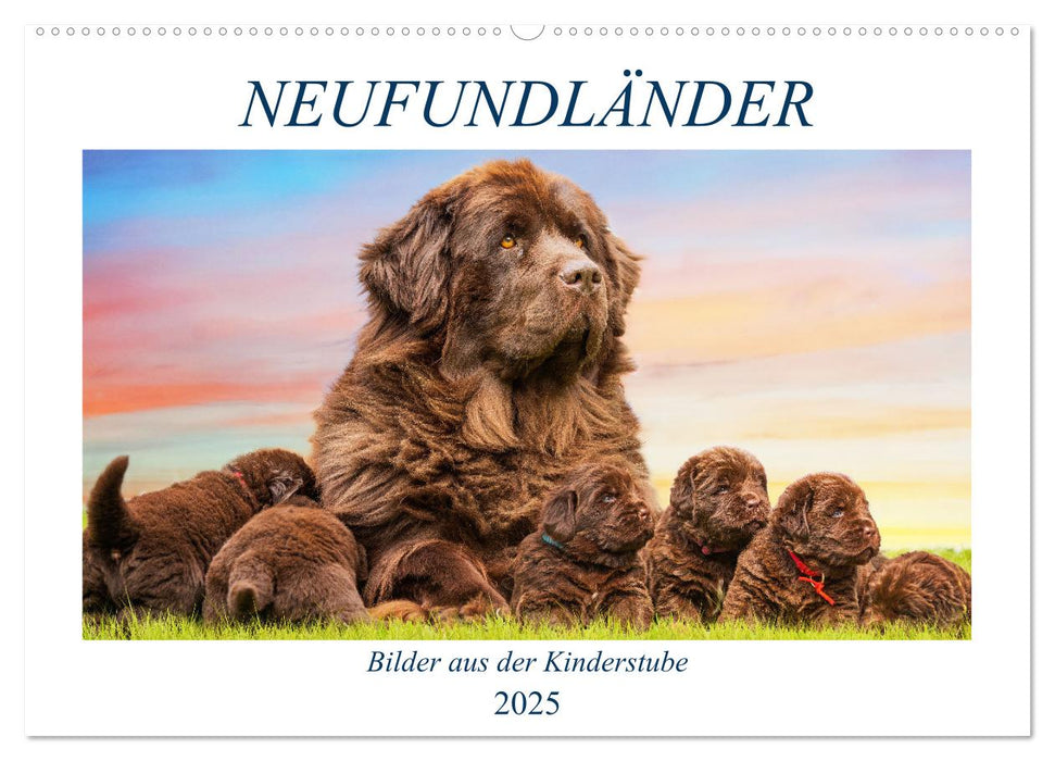 Neufundländer - Bilder aus der Kinderstube (CALVENDO Wandkalender 2025)