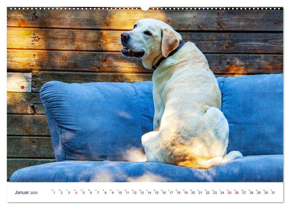 Witzige Fellnasen (CALVENDO Premium Wandkalender 2025)