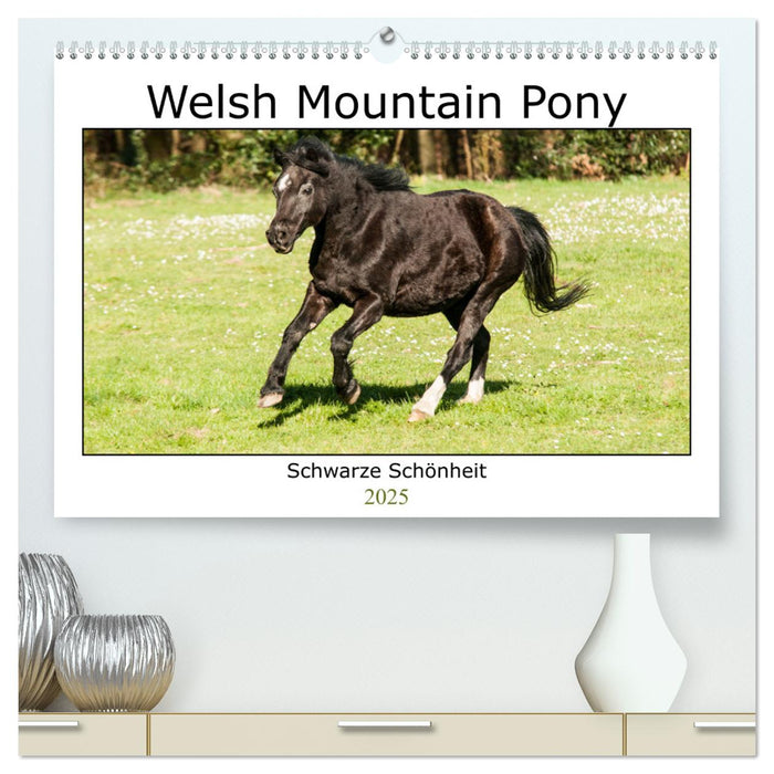 Welsh Mountain Pony - Schwarze Schönheit (CALVENDO Premium Wandkalender 2025)