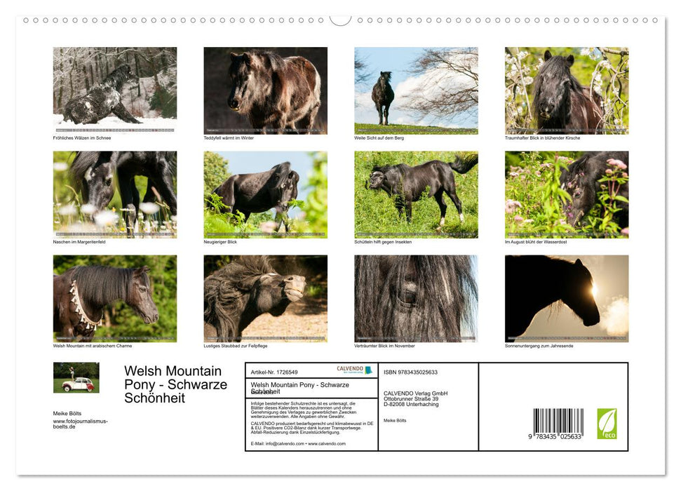 Welsh Mountain Pony - Schwarze Schönheit (CALVENDO Premium Wandkalender 2025)