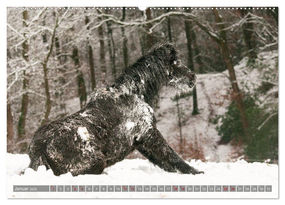 Welsh Mountain Pony - Schwarze Schönheit (CALVENDO Premium Wandkalender 2025)