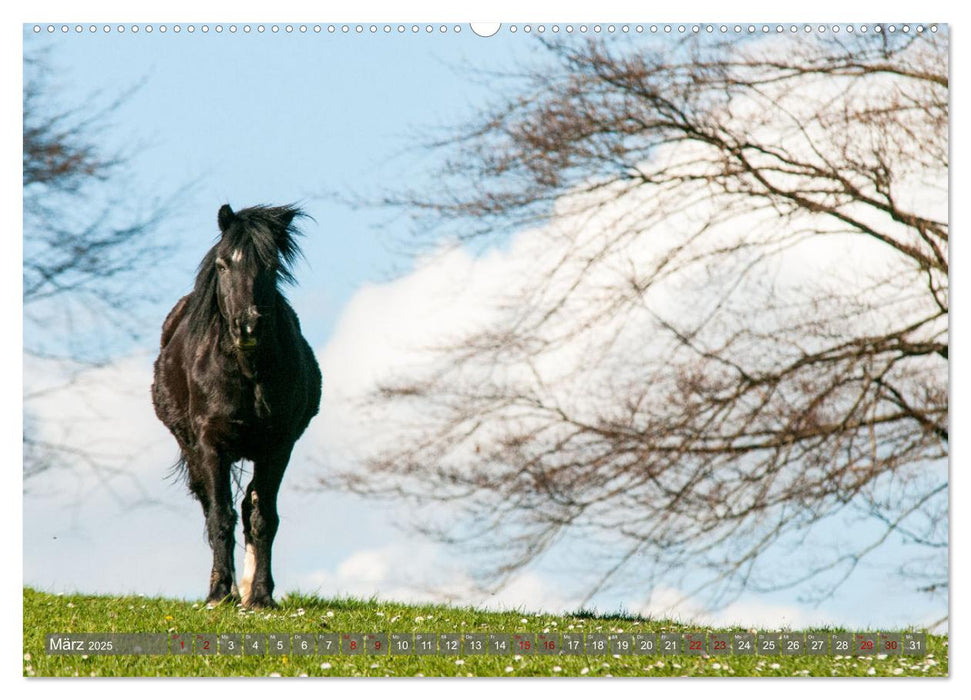 Welsh Mountain Pony - Schwarze Schönheit (CALVENDO Premium Wandkalender 2025)