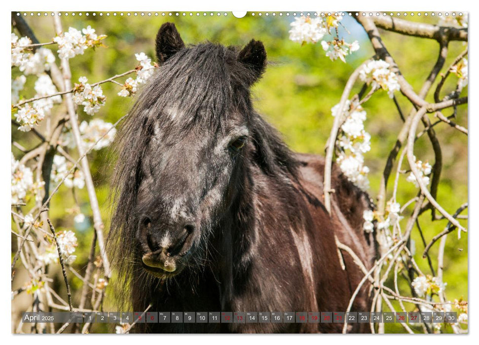 Welsh Mountain Pony - Schwarze Schönheit (CALVENDO Premium Wandkalender 2025)