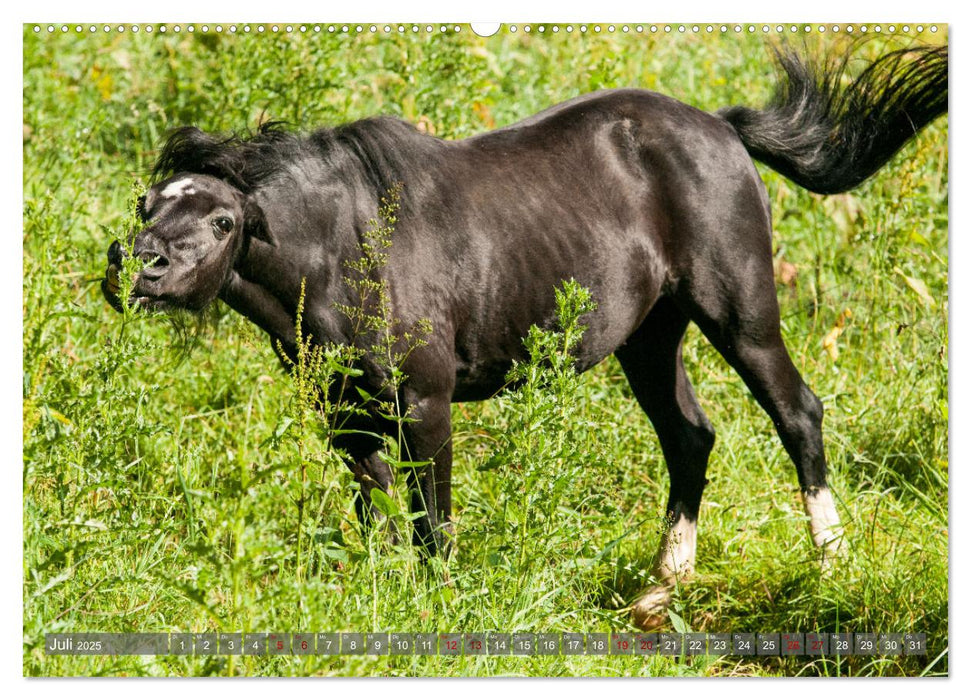 Welsh Mountain Pony - Schwarze Schönheit (CALVENDO Premium Wandkalender 2025)