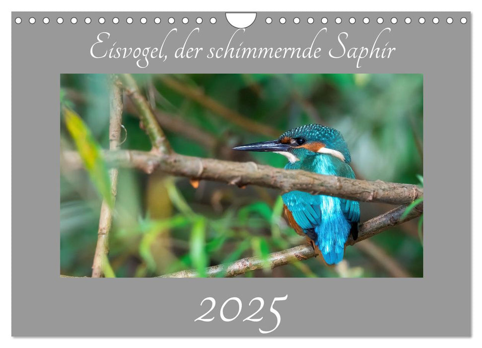 Eisvogel, der schimmernde Saphir (CALVENDO Wandkalender 2025)