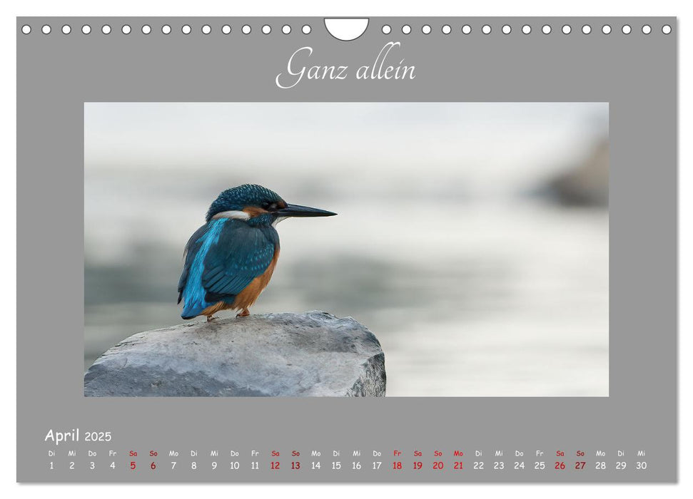 Eisvogel, der schimmernde Saphir (CALVENDO Wandkalender 2025)