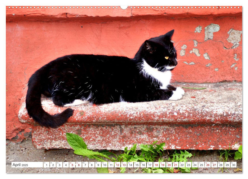 Katzen in Cranz (CALVENDO Premium Wandkalender 2025)