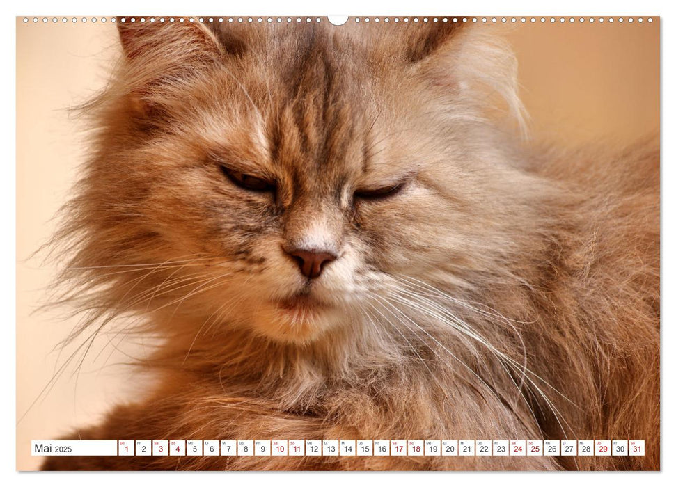 Katzen in Cranz (CALVENDO Premium Wandkalender 2025)