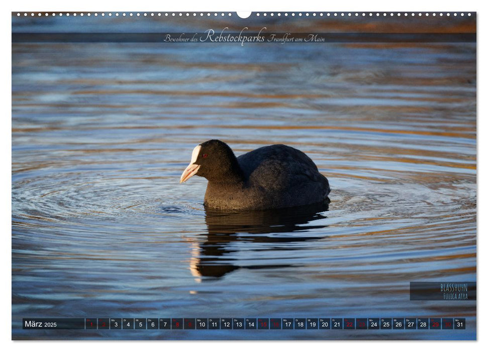 Bewohner des Rebstockparks Frankfurt am Main (CALVENDO Premium Wandkalender 2025)