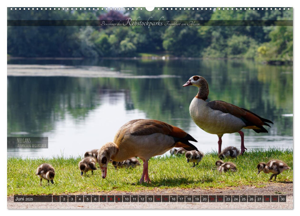 Bewohner des Rebstockparks Frankfurt am Main (CALVENDO Premium Wandkalender 2025)