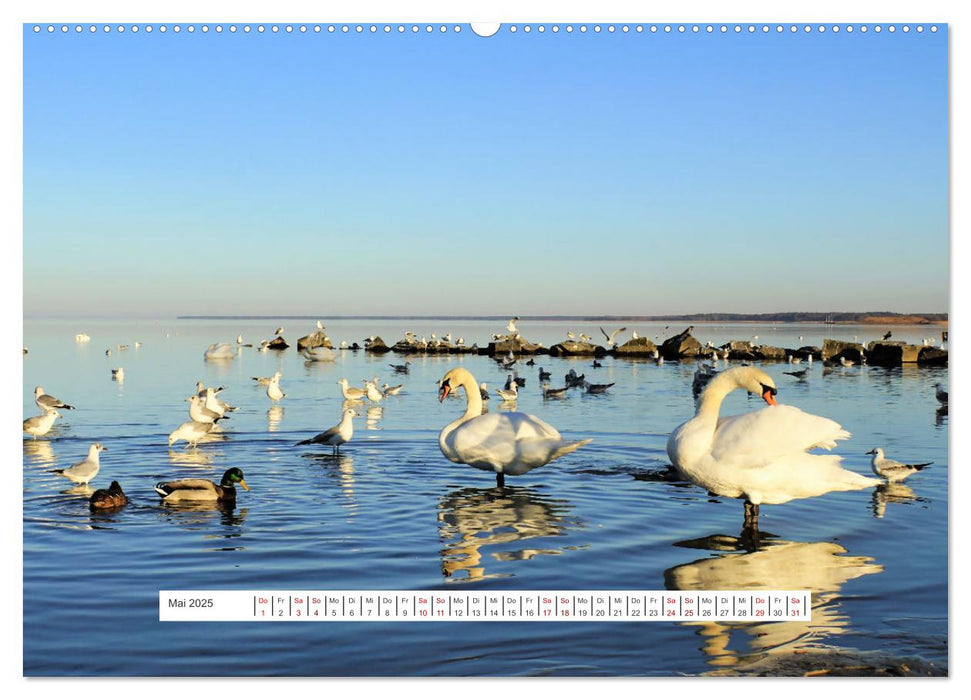 Region Ueckermünde (CALVENDO Premium Wandkalender 2025)