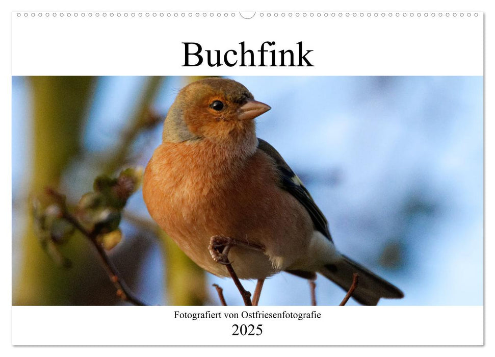 Buchfink - Fotografiert von Ostfriesenfotografie (CALVENDO Wandkalender 2025)