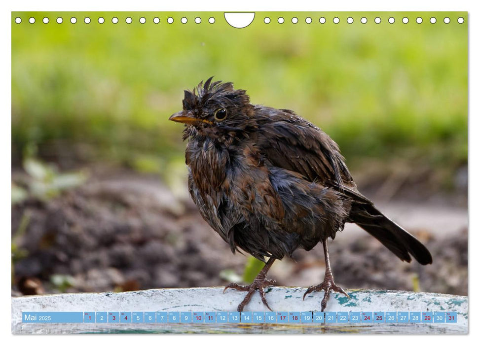 Amsel - Schwarzdrossel fotografiert von Ostfriesenfotografie (CALVENDO Wandkalender 2025)