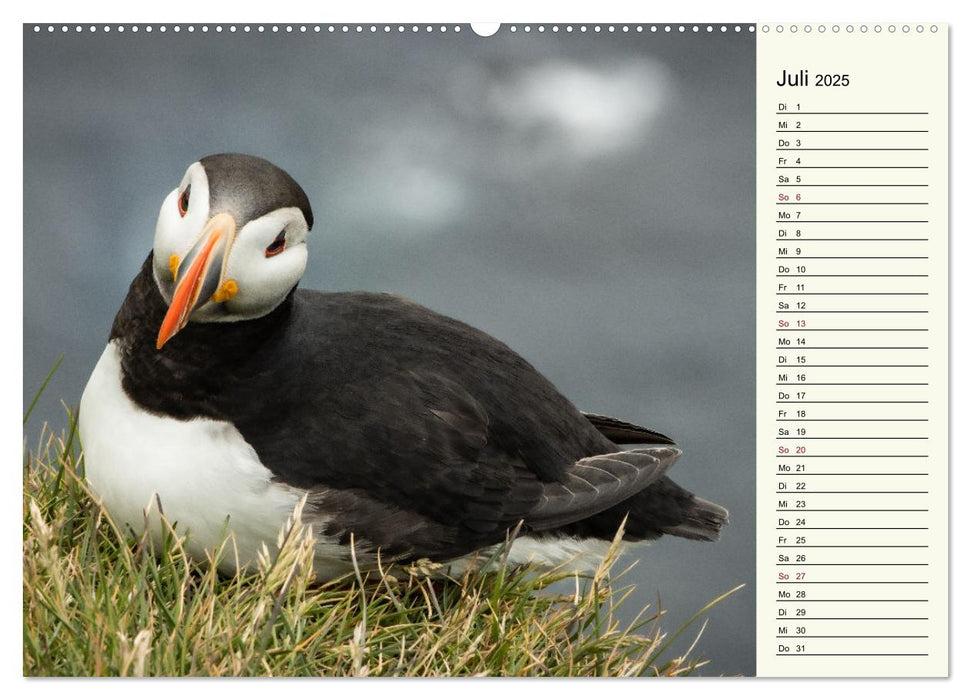 Die Papageientaucher von Island (CALVENDO Premium Wandkalender 2025)