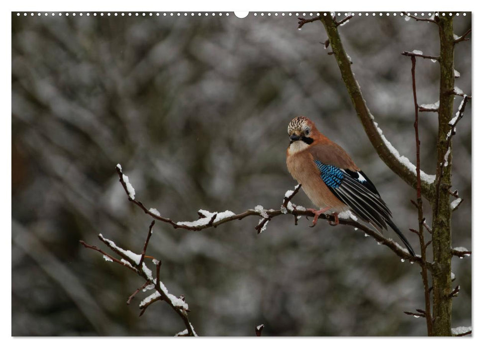 Eichelhäher - Egon der Eichelhäher fotografiert von Ostfriesenfotografie (CALVENDO Wandkalender 2025)