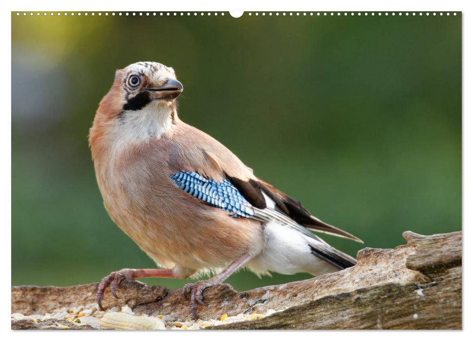 Eichelhäher - Egon der Eichelhäher fotografiert von Ostfriesenfotografie (CALVENDO Wandkalender 2025)