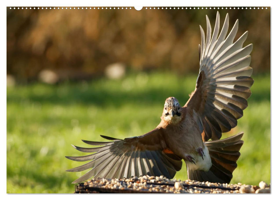 Eichelhäher - Egon der Eichelhäher fotografiert von Ostfriesenfotografie (CALVENDO Wandkalender 2025)